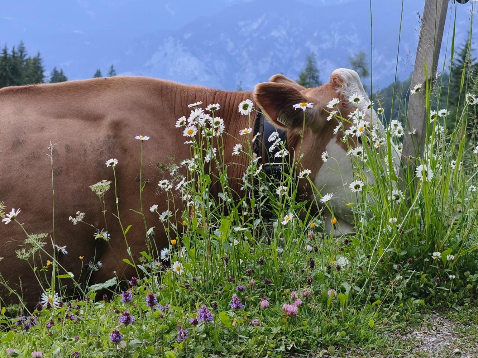 Goetzner Auszeit Apartmán Innsbruck